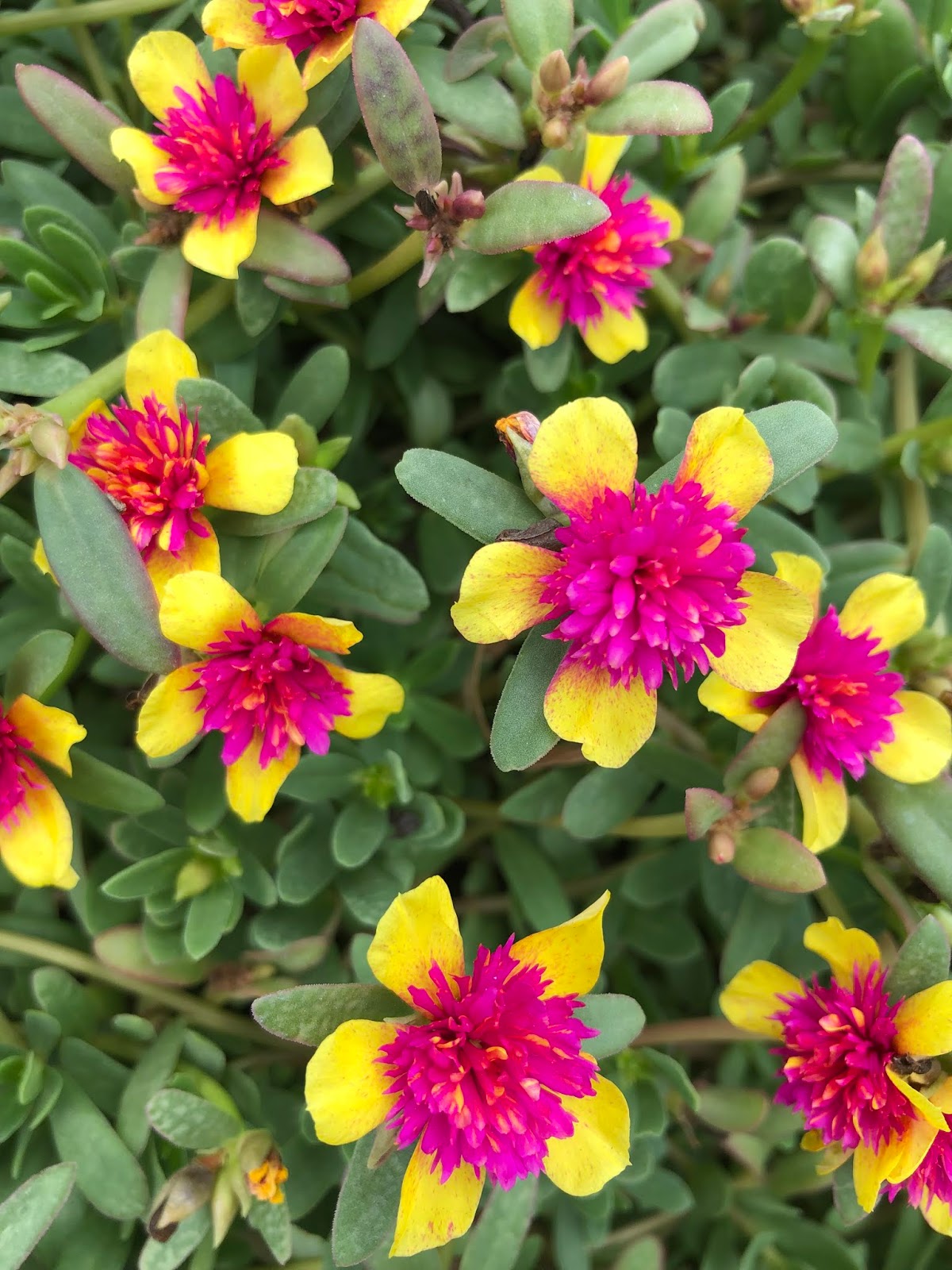 Portulaca oleracea New ColorBlast Double Yellow petals with pink center Lovely Live Plant