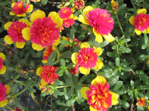 Portulaca oleracea New ColorBlast Double Yellow petals with pink center Lovely Live Plant