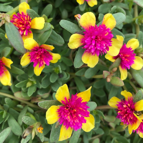 Portulaca oleracea New ColorBlast Double Yellow petals with pink center Lovely Live Plant