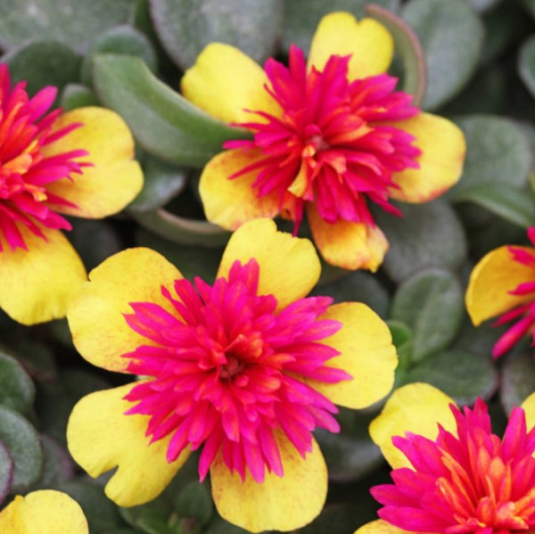 Portulaca oleracea New ColorBlast Double Yellow petals with pink center Lovely Live Plant