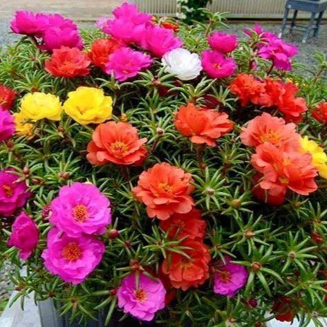 Portulaca oleracea And Portulaca grandiflora 5 Random Mix Color Plants in one pot