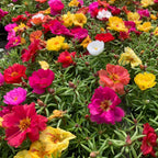 Portulaca oleracea And Portulaca grandiflora 5 Random Mix Color Plants in one pot