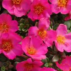 Portulaca oleracea And Portulaca grandiflora 5 Random Mix Color Plants in one pot