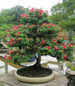 Calliandra red powderpuff Live Beautiful Bonsai plant