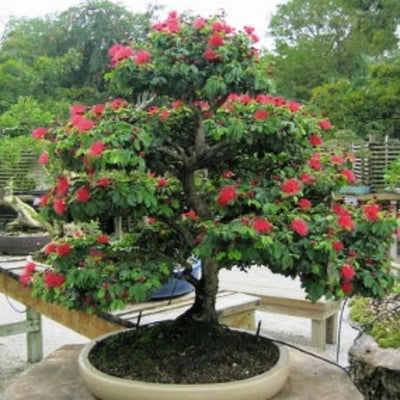 Calliandra red powderpuff Live Beautiful Bonsai plant