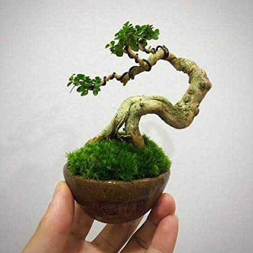 Green Paradise® Premna bonsai suitable plant