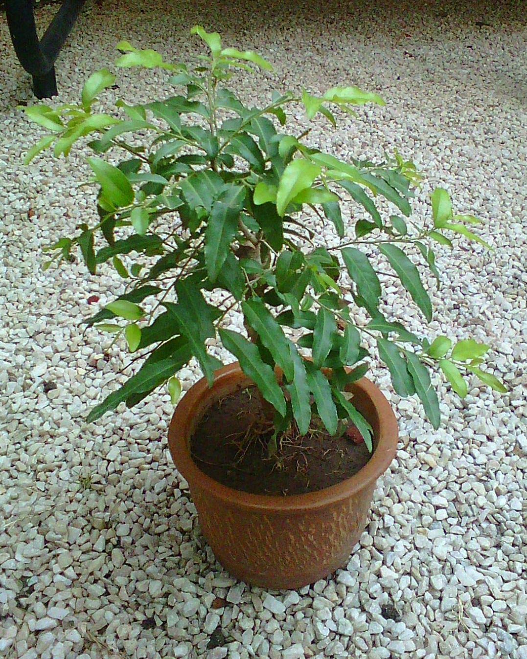 Putranjiva Live Herbal Plant Medicinal Plant Suitable for Bonsai Sapling Plant