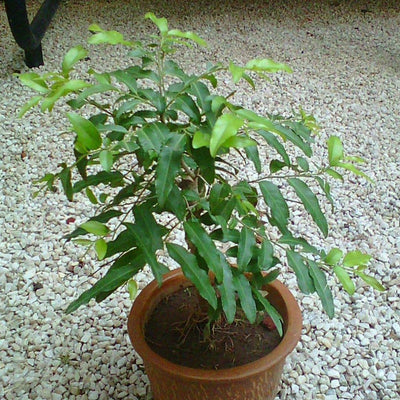 Putranjiva Live Herbal Plant Medicinal Plant Suitable for Bonsai Sapling Plant