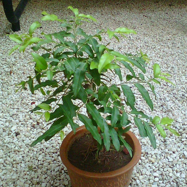 Putranjiva Live Herbal Plant Medicinal Plant Suitable for Bonsai Sapling Plant