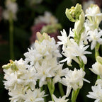 Green Paradise® Rajnighandha Multipetals Polianthes Tuberosa Tube Rose Flower Bulbs (Pack of 20)