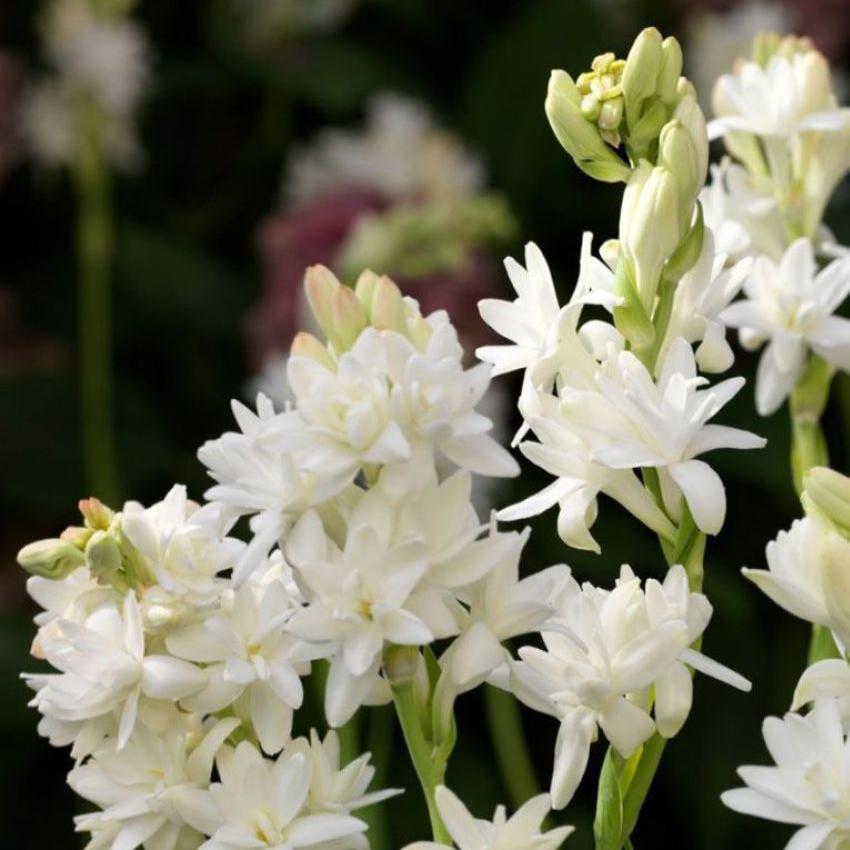 Green Paradise® Rajnighandha Multipetals Polianthes Tuberosa Tube Rose Flower Bulbs (Pack of 20)