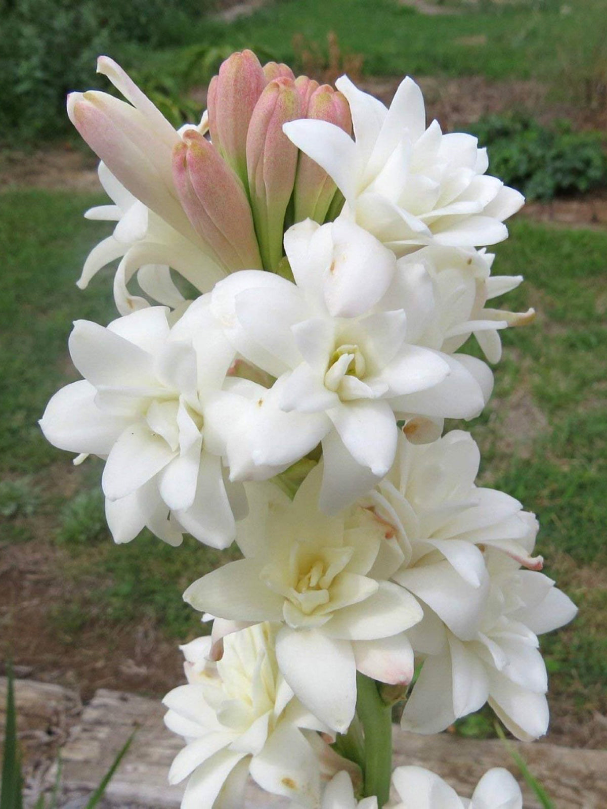 Green Paradise® Rajnighandha Multipetals Polianthes Tuberosa Tube Rose Flower Bulbs (Pack of 20)