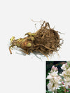 Green Paradise® Rajnighandha Multipetals Polianthes Tuberosa Tube Rose Flower Bulbs (Pack of 20)