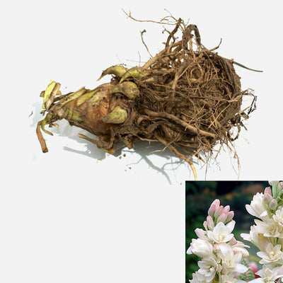Green Paradise® Rajnighandha Multipetals Polianthes Tuberosa Tube Rose Flower Bulbs (Pack of 20)