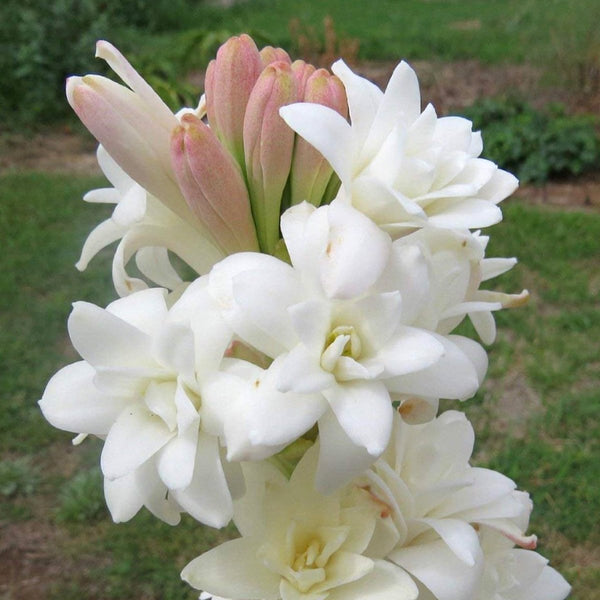 Green Paradise® Rajnighandha Multipetals Polianthes Tuberosa Tube Rose Flower Bulbs (Pack of 20)