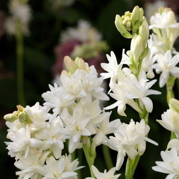 Green Paradise® Rajnighandha Multipetals Polianthes Tuberosa Tube Rose Flower Bulbs (Pack of 20)