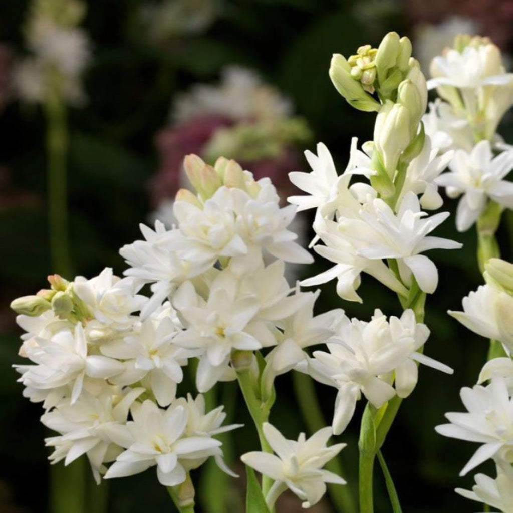 Green Paradise® Rajnighandha Multipetals Polianthes Tuberosa Live Plant