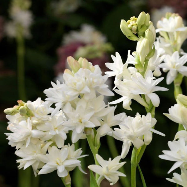 Green Paradise® Rajnighandha Multipetals Polianthes Tuberosa Live Plant With Pot