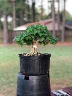 Rare Mini gmelina philippensis Live Healthy Sapling for Bonsai and Flowering Shrub