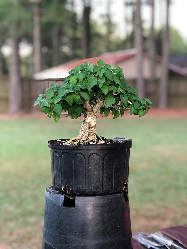 Rare Mini gmelina philippensis Live Healthy Sapling for Bonsai and Flowering Shrub