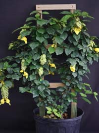 Rare Mini gmelina philippensis Live Healthy Sapling for Bonsai and Flowering Shrub