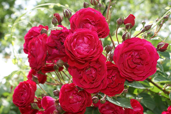 Combo pack 3 Full Year Flowering Plants red desi rose mogra and red hibiscuss plants