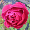 Red Fragrant Desi Rose Plant big size plant (1 healthy big plant with big poly bag )