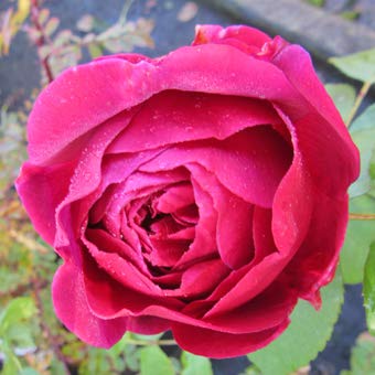 Combo pack 3 Full Year Flowering Plants red desi rose mogra and red hibiscuss plants