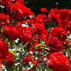 Live Red Fragrant Kashmiri Valentine Rose Plant Bunch Roses plant