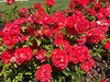 Live Red Fragrant Kashmiri Valentine Rose Plant Bunch Roses plant