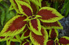 Red Green Coleus Live Plant