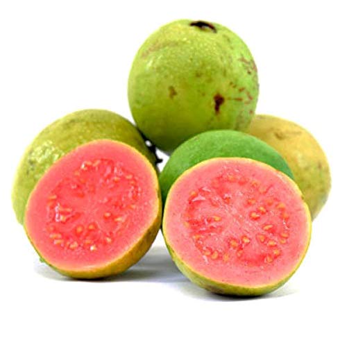 Live Red Guava Plant Suitable For