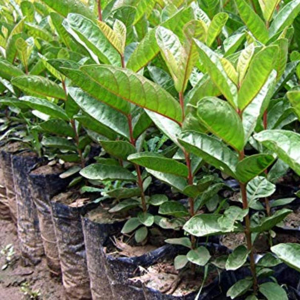 Live Red Guava Plant Suitable For