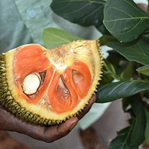 Exclusive Red JackFruit Live Plant