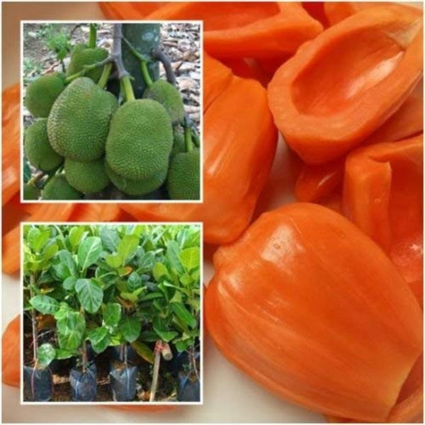 Exclusive Red JackFruit Live Plant