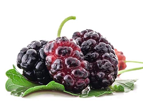 Red Mulberry Live Plant Suitable For Bonsai