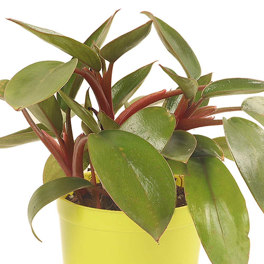 Red Philodendron live Plant Indoor Money Plant for Good luck