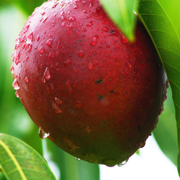 Exclusive Red Mango Live Plant-Green Paradise Live