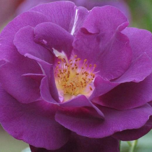 Exclusive Live Blue rose 'rhapsody in blue' Without Pot