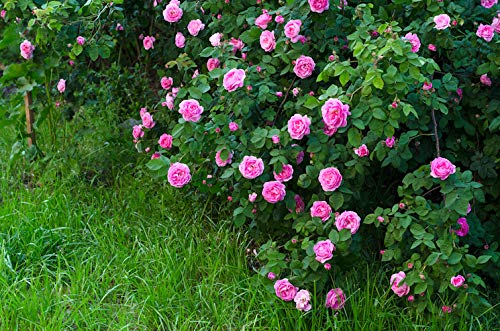 Green Paradise Rose Plant Pink Miniature Bunch Roses Live Plant