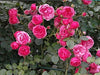 Mini Pink Bunch Roses Plant