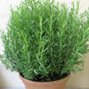 Rosemary Plant