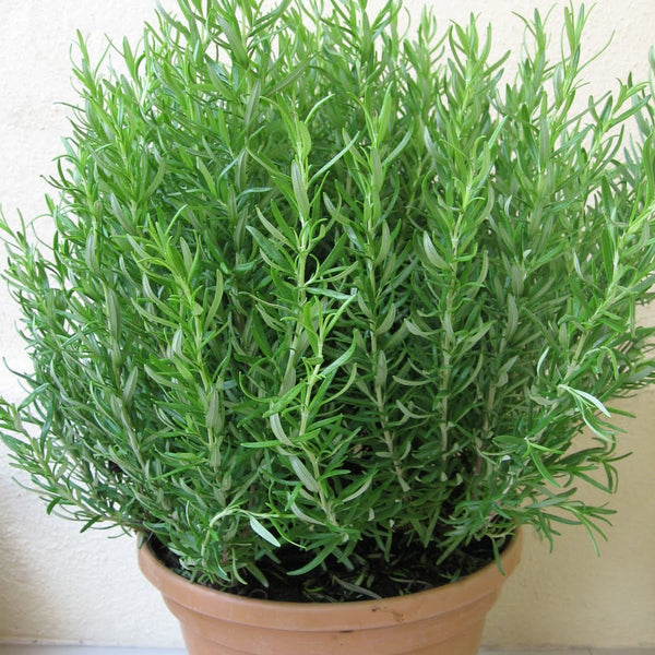 Rosemary Plant