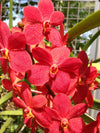 Rosy Mokara Orchid