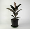 Live Indoor Air Purifying Black rubberplant with Pot