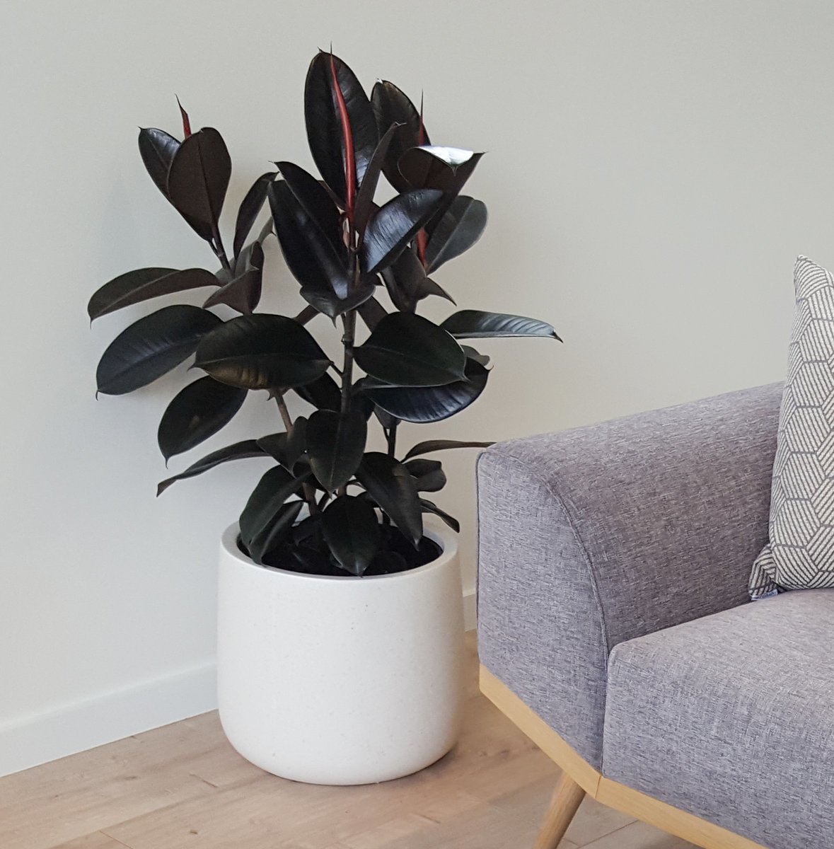 Live Indoor Air Purifying Black rubberplant with Pot