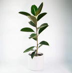 Rubber Plant Live Sapling Plant With Pot