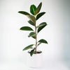 Rubber Plant Live Sapling Plant With Pot