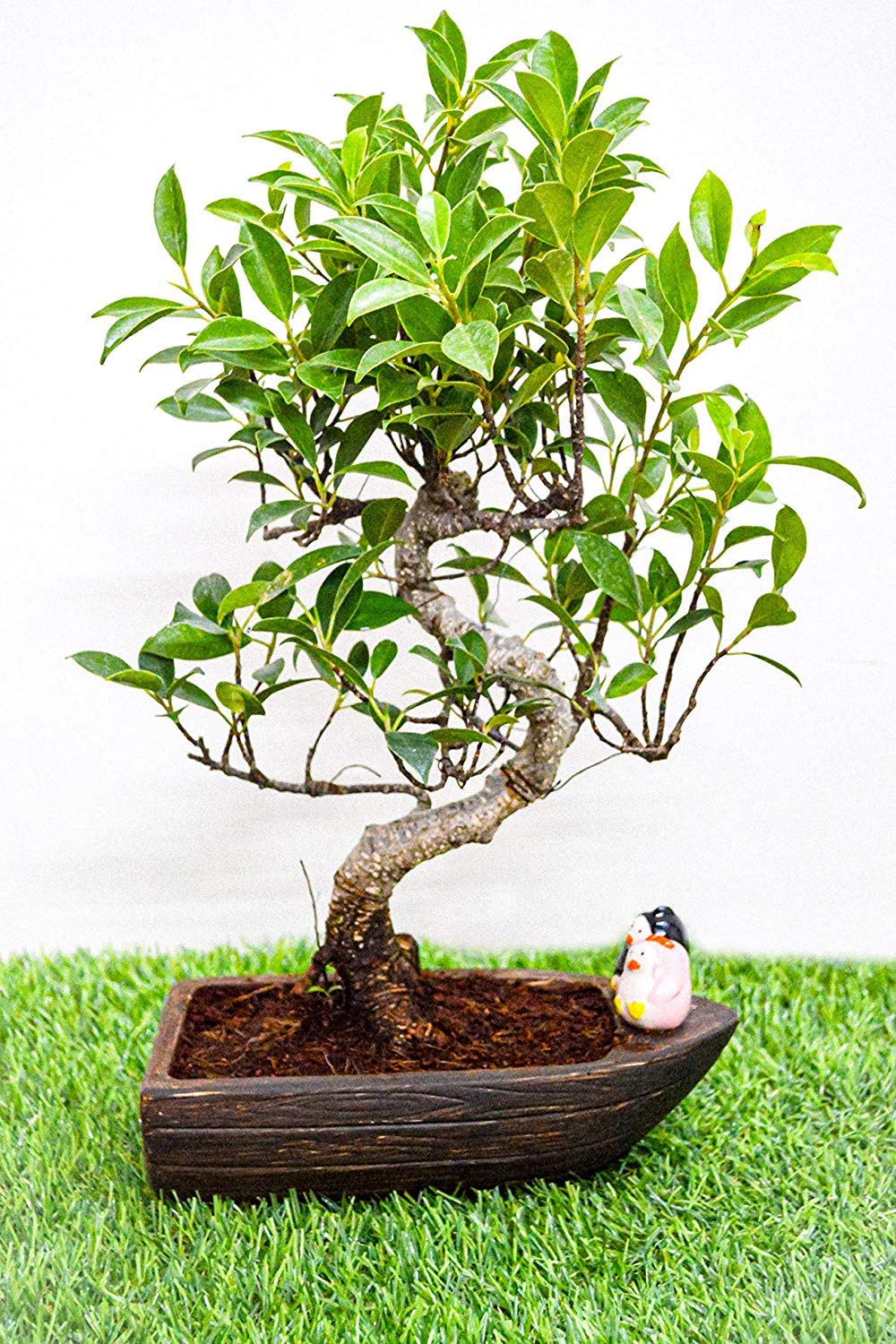 S Shape Live Ficus Bonsai Plant