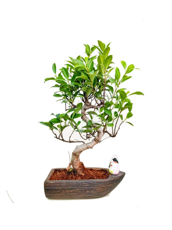 S Shape Live Ficus Bonsai Plant